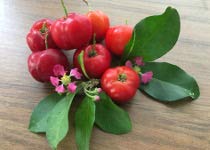 2-Live 'Barbados Cherry' Tree Malpighia Emarginata (2)- 2 INCH Starter Plant $18.00 (Unable to Ship to:AZ, AK, HI, OR, PR)