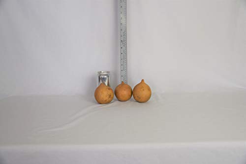 Box of 3 Dried Cannonball Gourds - 3' Diameter