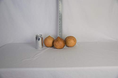 Box of 3 Dried Cannonball Gourds - 4' Diameter
