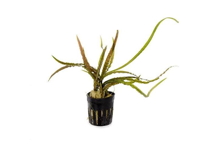 SubstrateSource Cryptocoryne Live Aquarium Plants - Freshwater Plant for Aquariums, Planted Fish Tanks - Beginner Friendly (Retrospiralis, 1 Pot (3-5 Plants))