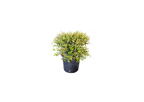 Dwarf Yaupon Holly | 3 Live Gallon Size Plants | Ilex Schilling Stokes Vomitoria | Evergreen Drought Tolerant Low Maintenance Hedge Shrub