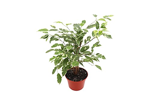 Ficus Benjamina Variegated - 6' from California Tropicals