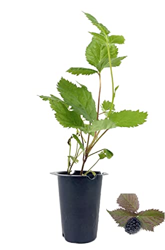 Apache BlackBerry Plant - Live Plant in a 2 Inch Pot - Rubus - Fruit Trees for The Patio and Garden