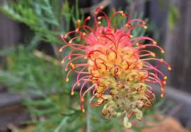 New Fresh 10Pcs Grevillea Flower Seeds Generic
