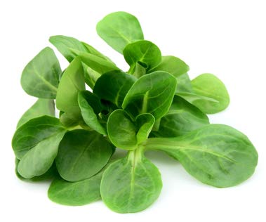Mache Lettuce - Delicious Verte de Cambrai - 3000 Seeds of Small Leaf Variety and Best for Overwintering in The Cold Northeast. Corn Salad.