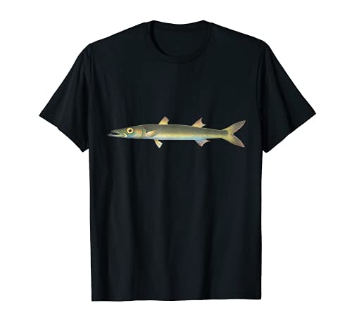 Barracuda Fish