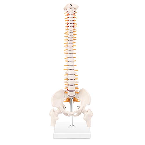 LYOU Miniature Spine Anatomy Model, 15.5' Mini Vertebral Column Model with Spinal Nerves, Pelvis, Femur, Mounted On a Base