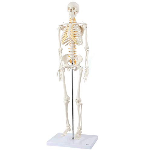 Axis Scientific Mini Human Skeleton Model with Metal Stand, 31' Tall with Removable Arms and Legs, Easy to Assemble, Includes Detailed Product Manual for Study