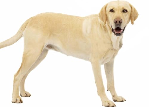 Women Clitoral Vibrator Toy for Woman-Clitoral G-Spot Vibrator with APP Remote Control,Wearable Thrusting Dildo Clitoris Stimulator with 10 Vibrations Panty Vibrator for Women Gifts Personal Massager