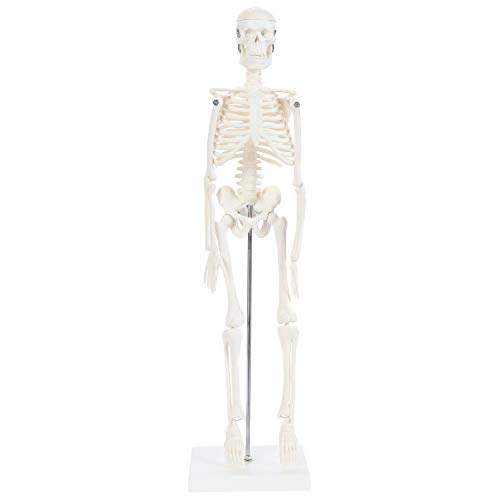 Anatomy Lab Human Skeleton Model, 19' Desktop Skeleton Has Movable Arms and Legs, Details Basic Human Skeletal System with Display Stand