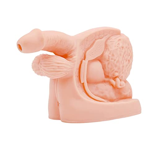 HAILIA Male Internal and External Genitalia Model Male Catheterization PVC Anatomy Model and Urinary Catheter Mold for Medical Educational Training Aid