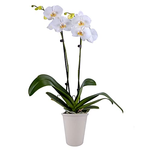 DecoBlooms Living White Premium Double Stem Orchid Plant - 5 inch Blooms - Fresh Flowering Home Décor, DB00964