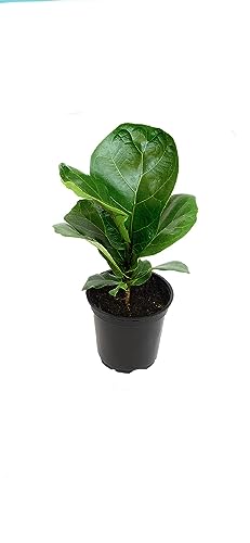 Ficus Lyrata by Uplant
