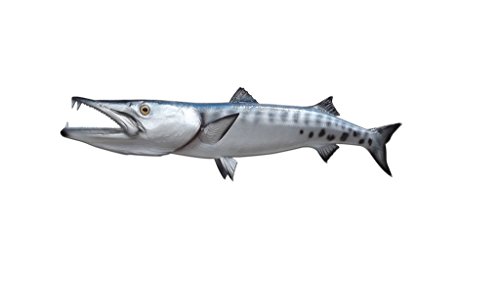 49' Barracuda Half Sided Fish Mount Replica - High Quality, Affordable Coastal Decor - Indoors Or Outside - Money Back Guarantee.