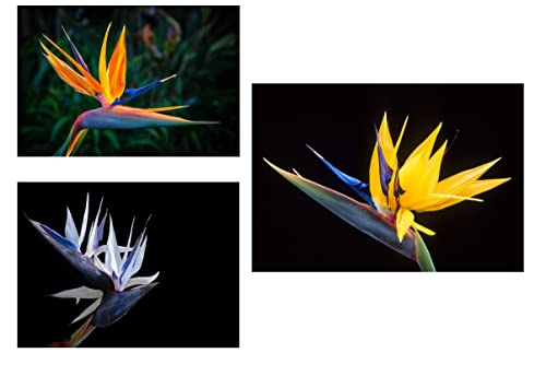 Bird of Paradise Flower Seed Bundle - 3 Colors, Orange, Yellow, White - 5 Seeds of Each Type to Grow - Great Indoor Tropical Plant or Bonsai - Strelitzia Reginae