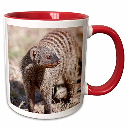 3dRose Banded Mongoose, Mungos mungo, in the Maasai Mara, Kenya, Africa - Mugs (mug_188939_5)