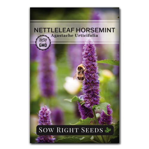 Sow Right Seeds - Nettleleaf Horsemint Seed for Planting - Medicinal Herb Giant Hyssop - Non-GMO Heirloom - Instructions to Plant and Grow an Herbal Tea Garden Indoors or Outdoors