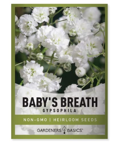 Baby's Breath Seeds for Planting Gpsophila - Beautiful Annual Cut Flower for Flower Arrangements and Beautiful in Flower Beds in Summer Gardens Too by Gardeners Basics