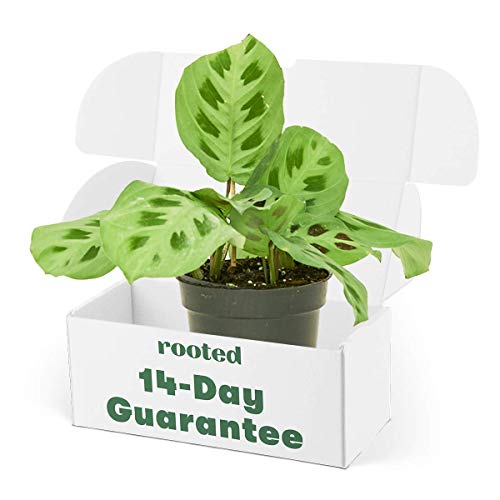 Rooted Green Prayer Plant - Maranta leuconeura | Live, Live Indoor, Easy to Grow, Easy to Care, and Low Maintenance Houseplant, 14 Day Guarantee (4-inch Pot)