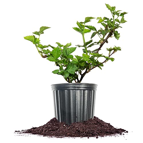 PERFECT PLANTS Apache BlackBerry Bush 1 Gallon | Live Thornless Fruit for Outdoor Planting | Fresh Fruits for Home Gardens | Dark Purple Berries Emerge During Early Summer