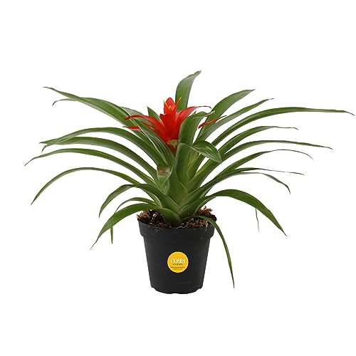 Costa Farms Bromeliad Live Plant, Live Indoor Flowering Plant, Houseplant Potted in Eco-Friendly Washable Paper Planter with Potting Soil Mix, Tabletop Room Decor, Grower's Choice, 12-Inches Tall