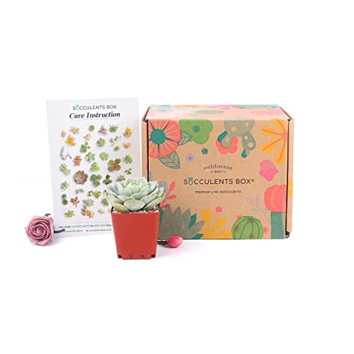 Succulents Box - Succulent Subscription Boxes - 1 Succulent/Month - Unique Gift Ideas for Birthday, Inspirational Gifts for Women