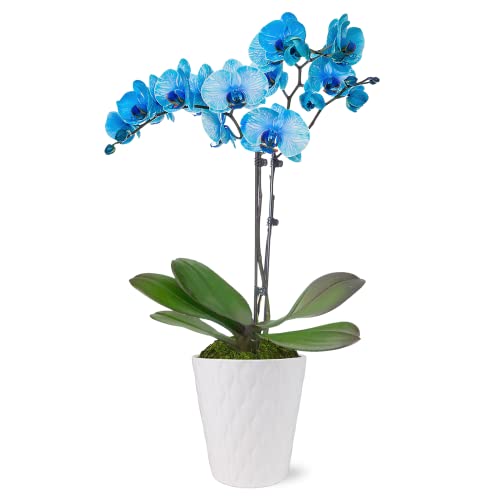 Just Add Ice JA5015 Blue Watercolor Orchid in White Evi Ceramic Pottery, Long-Lasting Fresh Flowers, Live Indoor Plant, Easy to Grow Gift, Elegant Bright Blue Home Décor Planter, 5' Diameter, 25' Tall