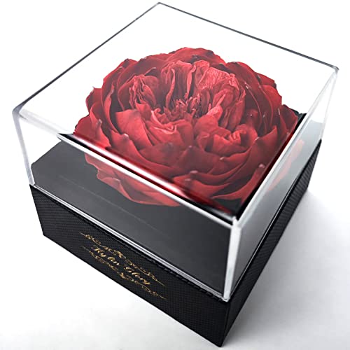 Kylin Glory Fresh Cut Flower Preserved Peony for Women Mom Wife Girlfriend - Flower Gift Real Peony Decor for Mother's Day Valentine's Day Wedding Party Celebration Birthday Anniversary (Dark Red)