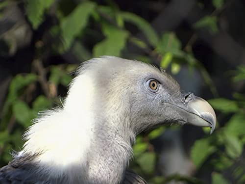 Crazy Close Encounters