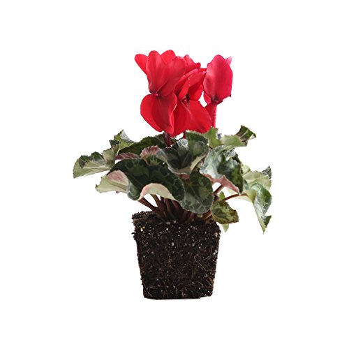 Plants by Post Quart 4in Cyclamen Latinia Live Flowering Plant, 4', Red