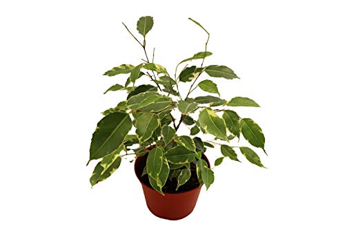 Weeping Fig Tree - Ficus Benjamina Variegated - 4'' from California Tropicals