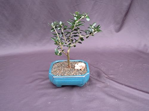 Little Ollie European Olive Bonsai Tree