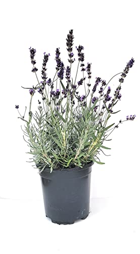 L+ Hidcote Blue Lavender Plant - 2.5Qt Size Pot - Zones 5-10 - Bee Friendly - Attract Butterfly - Evergreen Plant - 1 Live Plant