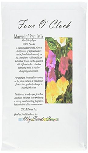 Big Pack - 4 O'Clock Mix (500+ Seeds) Fragrant Mirabilis jalapa Flower Seeds - Marvel Of Peru - Butterfly Honey Bee Attractant - Non-GMO - Flower Seeds By MySeeds.Co (Big Pack 500+ Seeds)