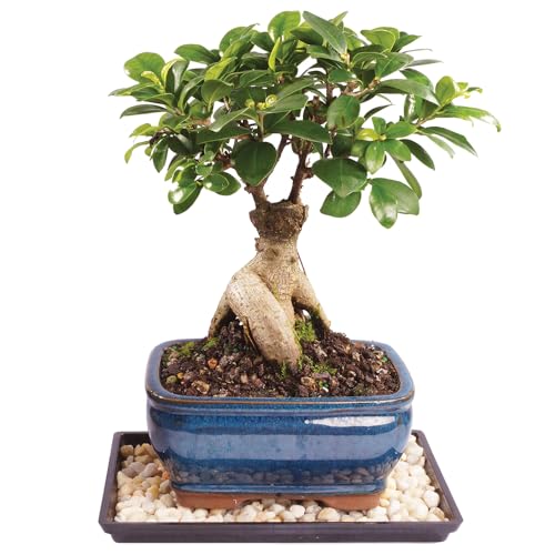 Brussel's Bonsai Live Ginseng Grafted Ficus Indoor Bonsai Tree - Small, 4 Years, 6 to 8 In - Live Bonsai Tree in Ceramic Bonsai Pot and Humidity Tray