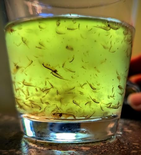 Live Brine Shrimp by Demeter Bio, 12.5g Mixed Size brine Shrimp Shipped in 32oz of Liquid