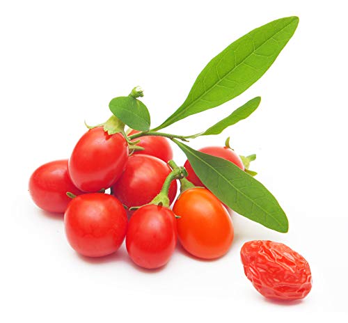 Earthcare Seeds Tibetan Goji Berry 100 Seeds (Lycium chinense) Heirloom - Non GMO - Open Pollinated