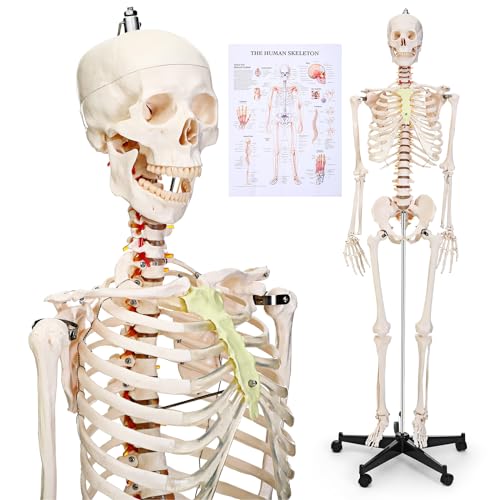 Menkxi Human Skeleton Model for Anatomy Refined PVC 70.8'' Life Size Skeleton Medical Skeleton for Anatomy Study with Nervous System Skeleton Posable with Rolling Stand for Skeleton
