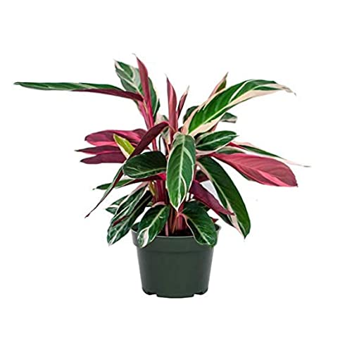 American Plant Exchange Live Stromanthe Trio Star Plant, Prayer Plant, Plant Pot for Home and Garden Decor, 6' Pot