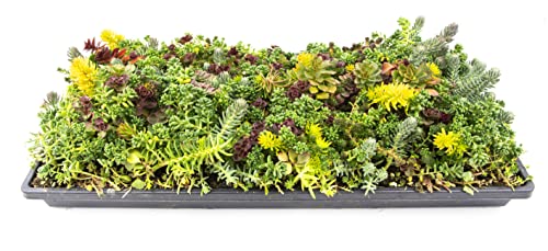 Sedum Succulent Plants Ground Cover, Live Succulents Plants Live Plants, Plant Tray of Outdoor Plants for Landscaping, Fairy Garden Accessories, Plant Wall Decor and Succulent Soil by Plants for Pets