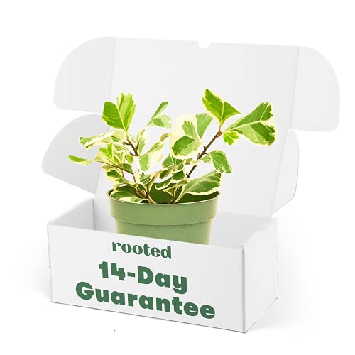 Variegated Triangle Ficus - Ficus triangularis 'Variegata' | Live, Easy to Grow, and Rare Houseplant (4' Wide Pot)