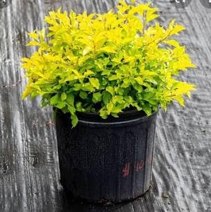 Duranta Golden by Uplant