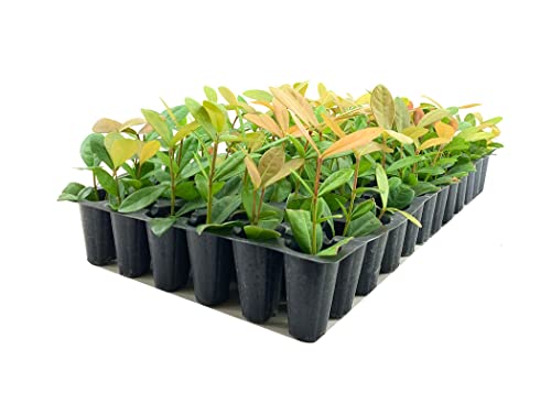 Ixora Maui Red | 3 Live Plants | Beautiful Vibrant Blooming Butterfly Attracting Shrub | Coccinea Flame of The Woods Jungle Flame