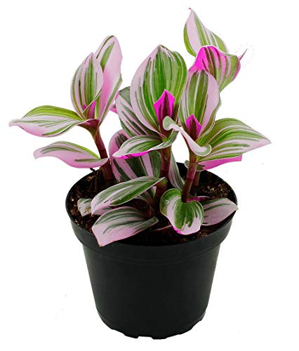 Rare Nanouk Pink Wandering Jew -Tradescantia - 4' Pot - Collector's Series
