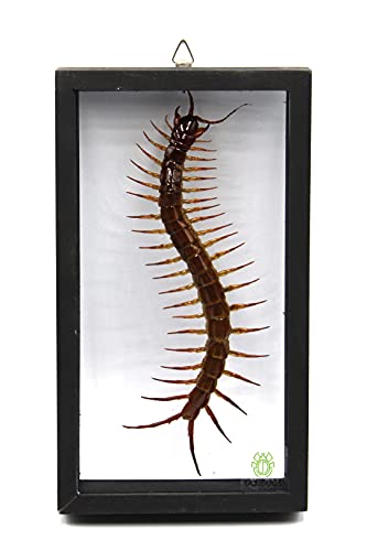 TAXIBUGS Real Centipede Millipede Scolopendra MORSITANS Taxidermy Insect in 3D Wooden Frame (Glass Background Black Frame)