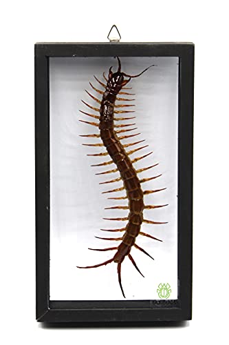 TAXIBUGS Real Centipede Millipede Scolopendra MORSITANS Taxidermy Insect in 3D Wooden Frame (Glass Background Black Frame)