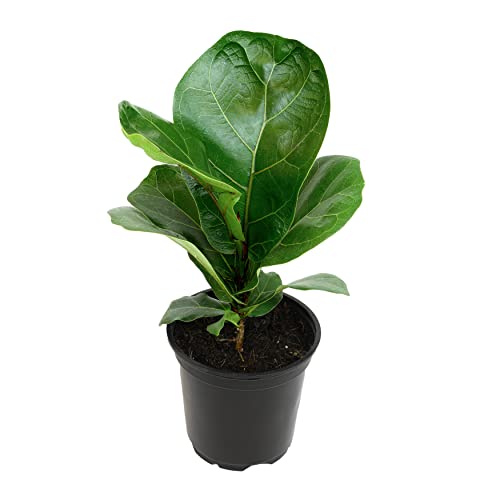 Ficus Lyrata Fiddle Leaf Fig Plant, House Plants Indoors Live Ficus Tree Live Plant, Fig Trees Live Plants Indoor Plants Live Houseplants Fig Plants Live in Planter Pot in Soil Mix by Plants for Pets