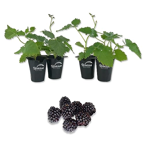Apache BlackBerry Plant - 4 Live Starter Plants - Rubus - Fruit Trees for The Patio and Garden