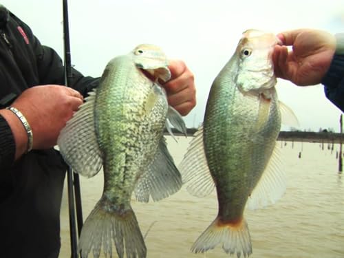 Big Mama Crappie of Mississippi