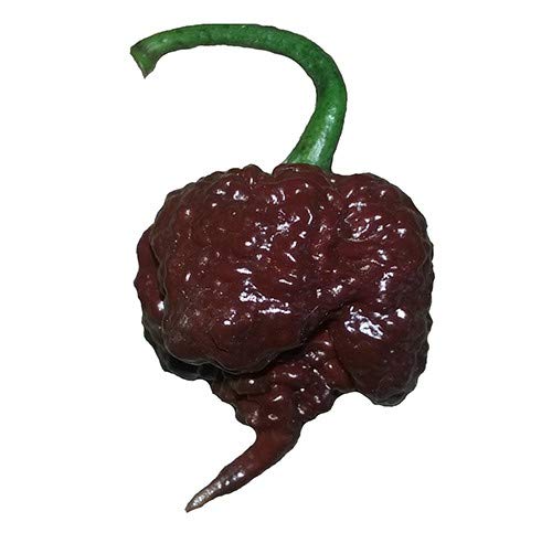 Chocolate Carolina Reaper HP22B Pepper Premium Seed Packet Record Hottest in The World + More